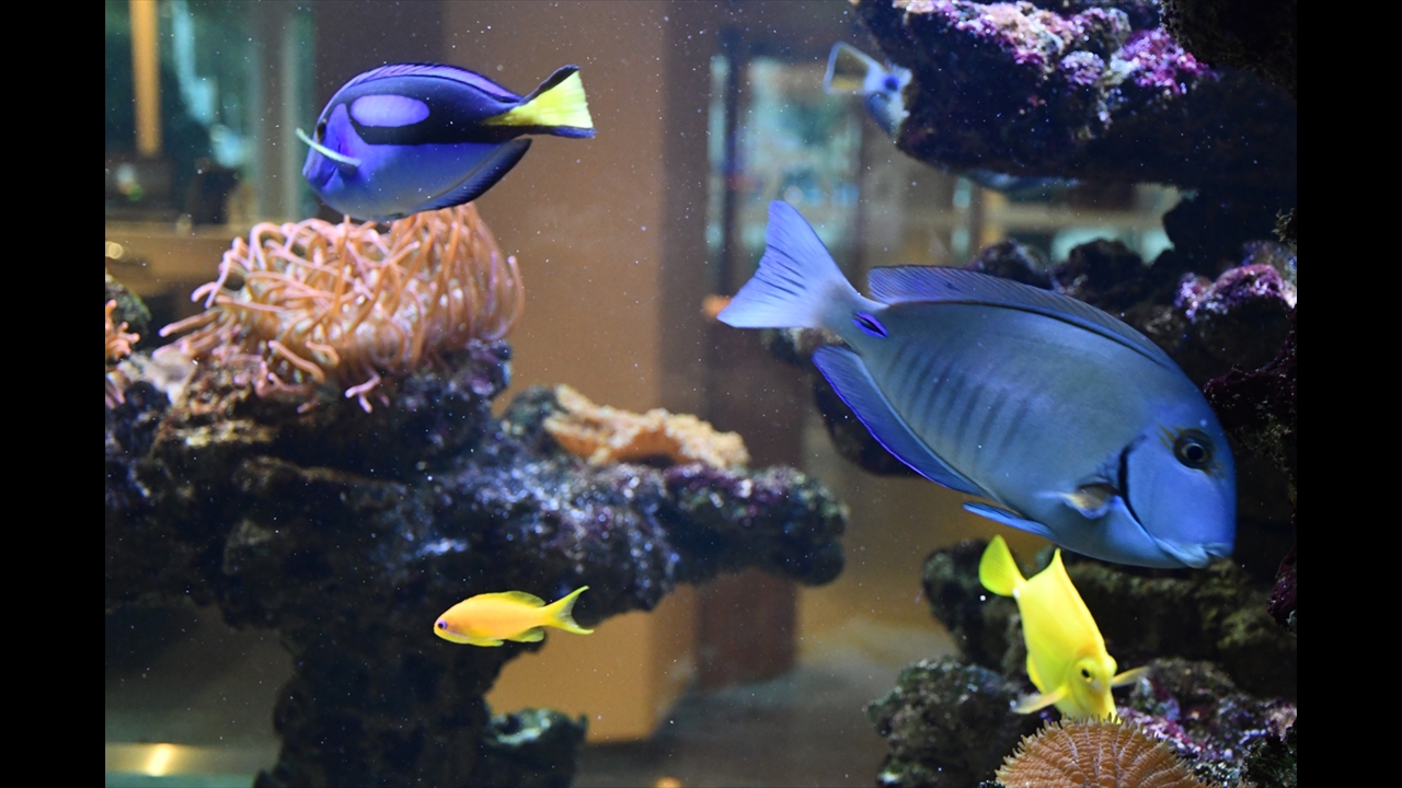 DSC_6078_Hotel_poissons